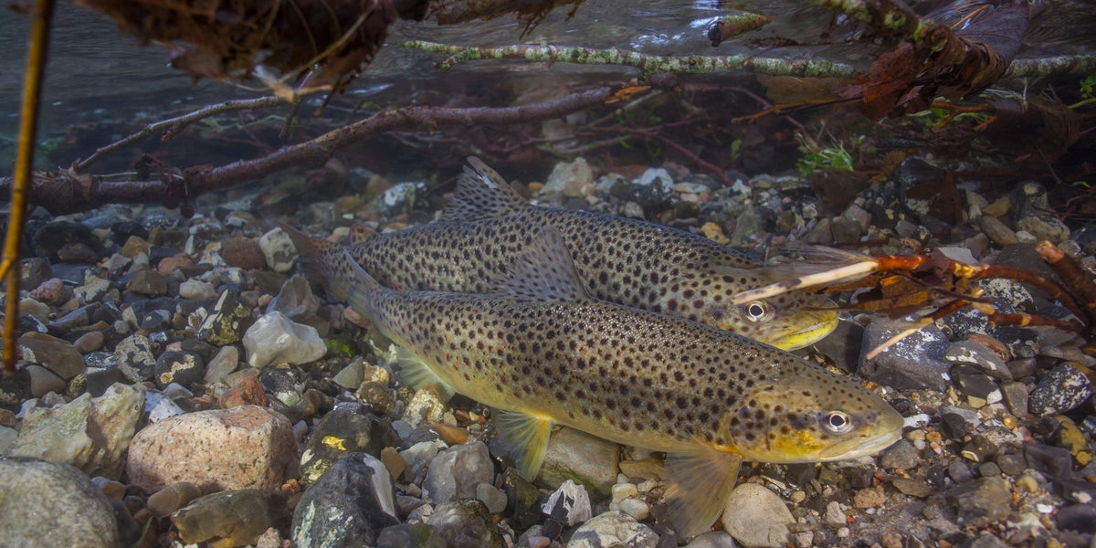 On-Stream Etiquette Around Spawning Fish — Precisionflyandtackle