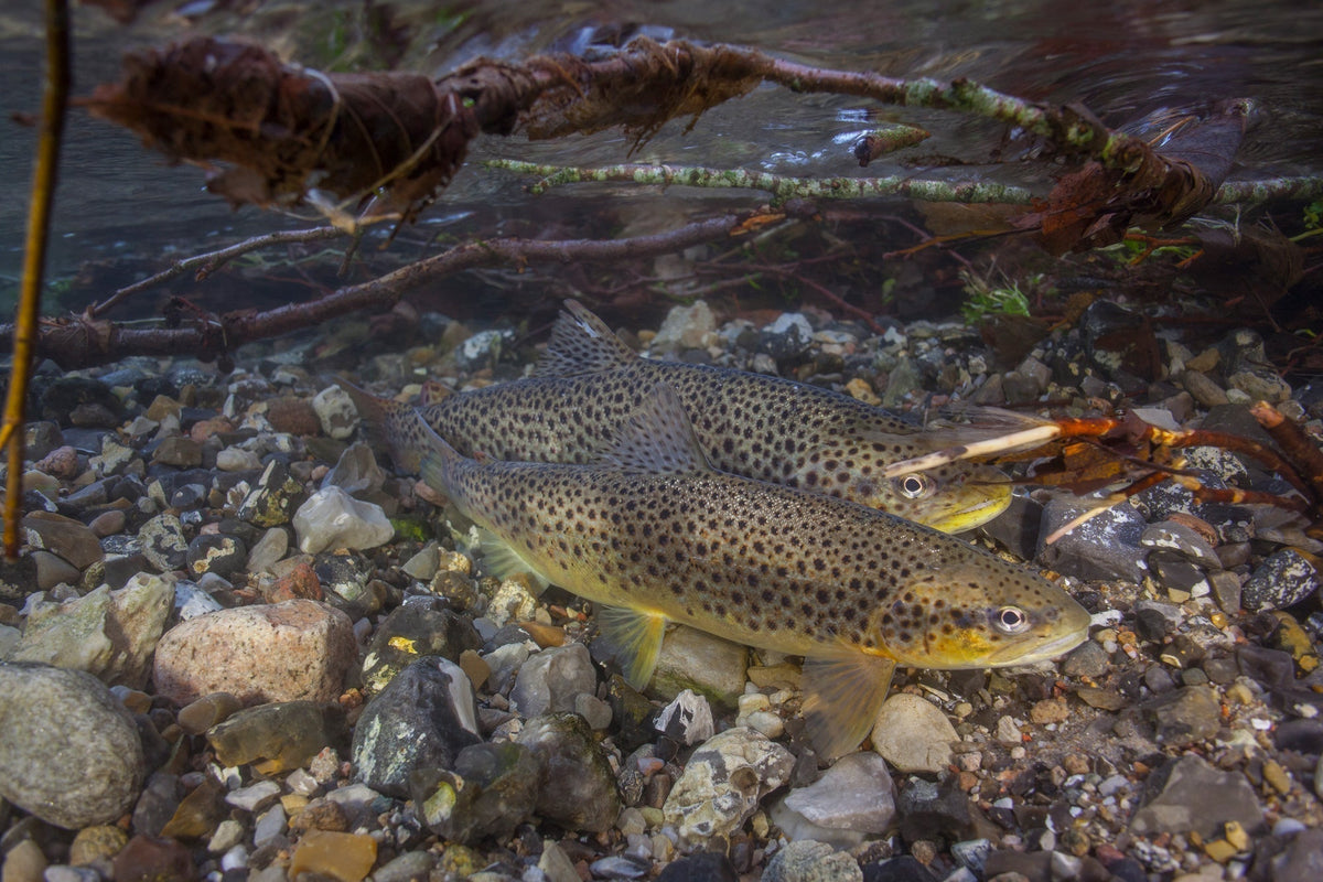 On-Stream Etiquette Around Spawning Fish — Precisionflyandtackle