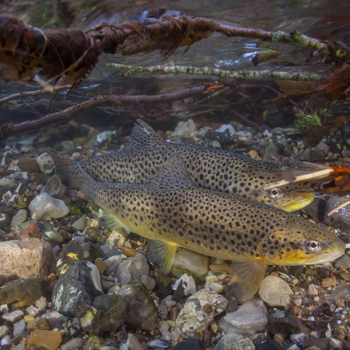 On-Stream Etiquette Around Spawning Fish