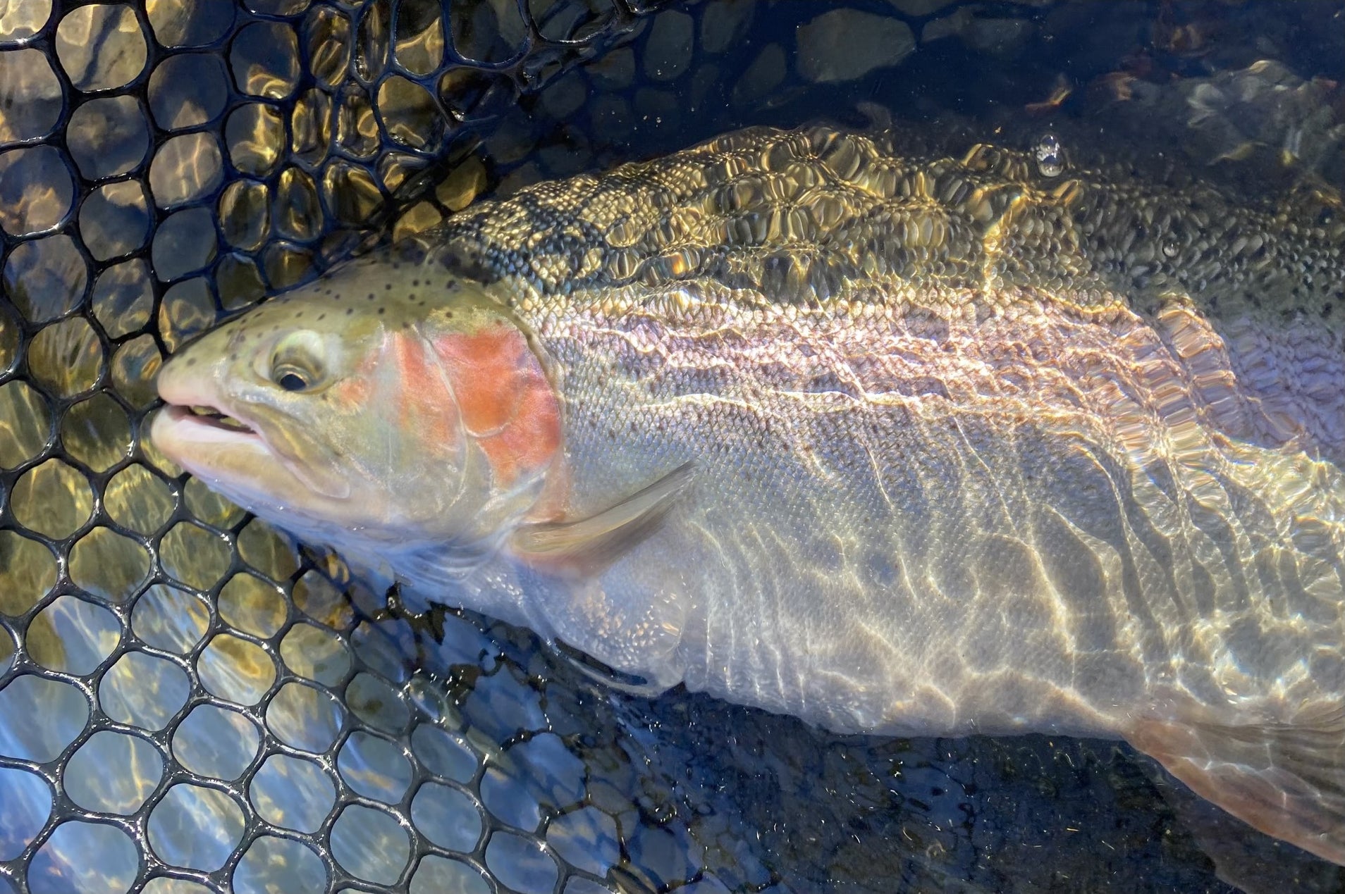 Throwing Streamers For Steelhead — Precisionflyandtackle