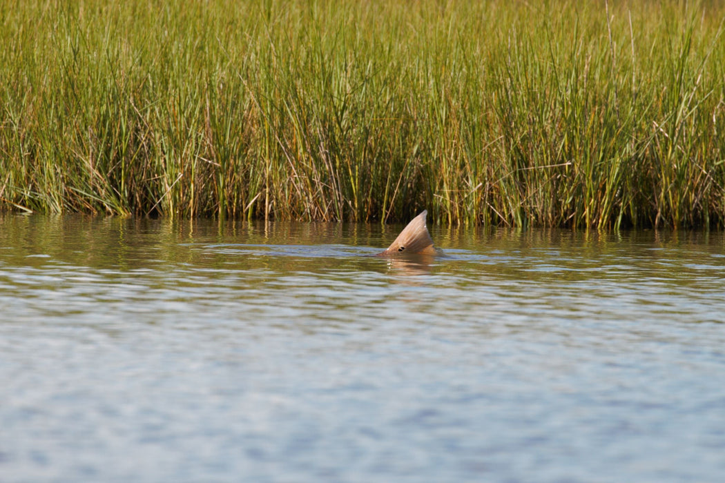 Cortland Tropic Redfish