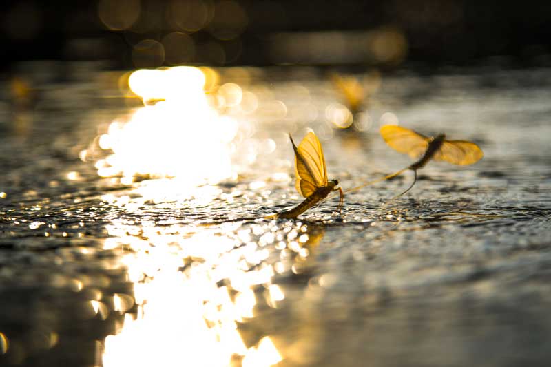 Penns Creek –  One of Pa’s Most Legendary Limestone Streams.