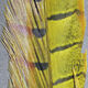 Hareline Ringneck Pheasant Tail Feathers