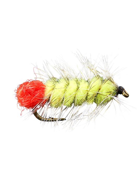 Woolly Worm