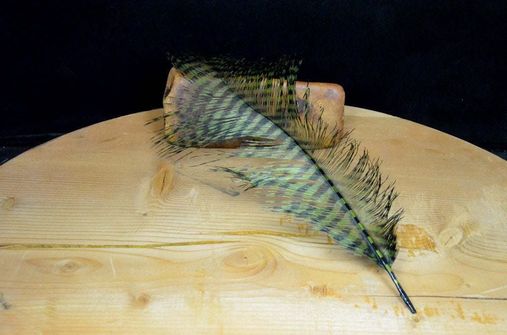 Strung Barred Ostrich