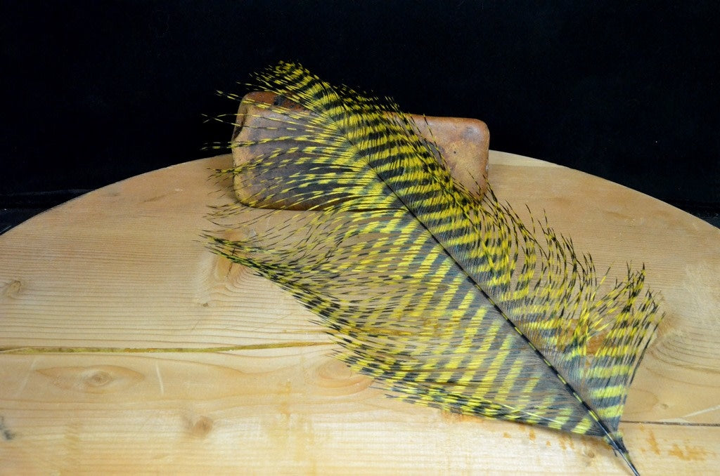 Strung Barred Ostrich